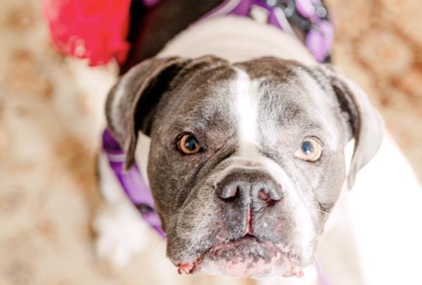 /Images/uploads/Long Island Bulldog Rescue/LIBR-2025-Calendar/entries/32131thumb.jpg